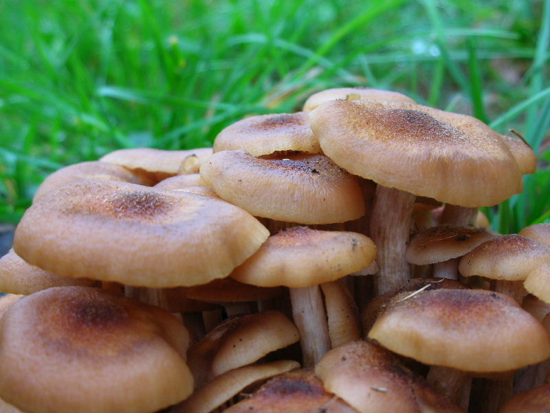 Armillaria tabescens